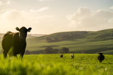 Angus, wagyu and murray grey beef bulls and cows, being grass fed  on a hill in Australia.