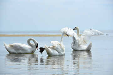 Fototapeta premium Beautiful swans floating in the sea , gorgeous birds