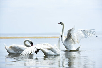 Fototapeta premium Beautiful swans floating in the sea , gorgeous birds