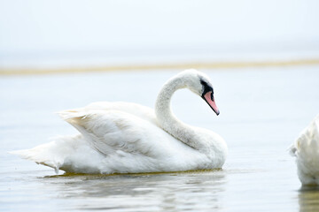 Splendid swan in pond , closeup photo 
