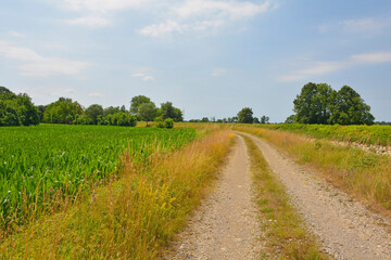 The early July landscape close to the north east Italian village of Ziracco in Friuli-Venezia Giulia
