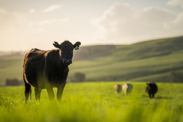 Angus, murray grey and Dairy cows Eating lush green grass in Australia