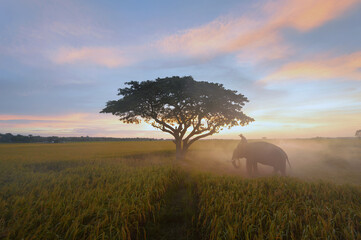 Silhouette group of farmer are harvest in the rice field with elephant on during sunrise