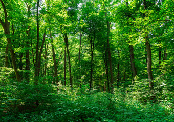 Sunlight in the green forest, spring time