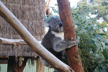 Koala in Ballarat Zoo, Australia