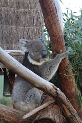 Koala in Ballarat Zoo, Australia
