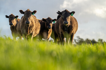 Angus, murray grey and Dairy cows Eating lush green grass in Australia