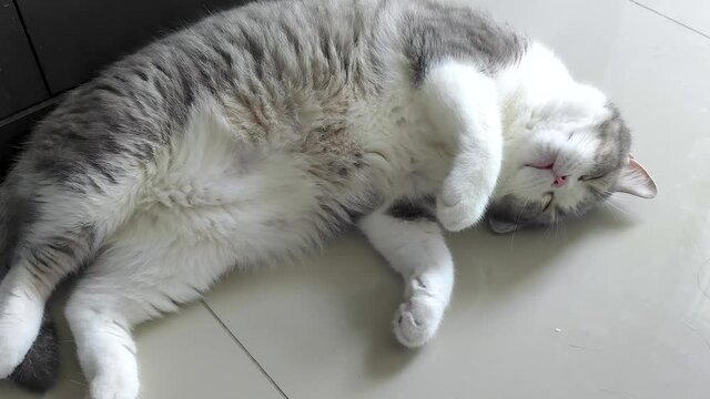 4K footage of funny Scottish Fold grey stripe cat  sleeping, laying and turning its body to be in comfortable position which showing its fatty and belly. Taken with tracking motion activities.