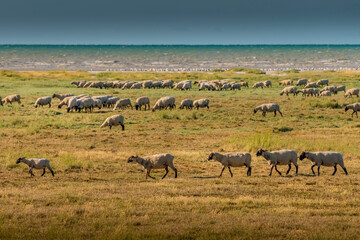 Fototapeta premium Baie du mont St Michel