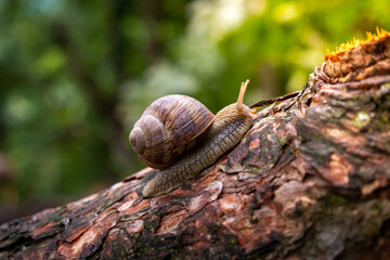 Little snail in the forest