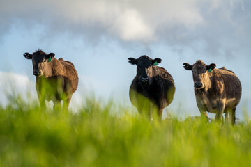 Angus, murray grey and Dairy cows Eating lush green grass in Australia