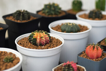 Soft focus Group of​ cactus​ in​ the​ pot.​ Succulents. Potted small house plants, home interior.