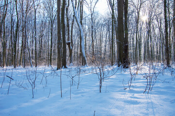 Beautiful winter landscape in the forest.