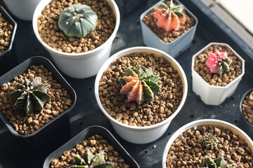 Soft focus Group of​ cactus​ in​ the​ pot.​ Succulents. Potted small house plants, home interior. Cactus in the morning sun
