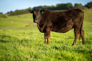 Angus, murray grey and Dairy cows Eating lush green grass in Australia