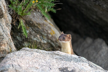 Long-tailed weasel hunting in the rocks.  