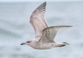 Fliegende Möwe über der Ostsee