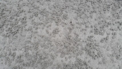 On the white sandy beach by the sea, there are creatures, rocks, fragments of branches.