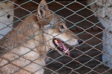 wolf in captivity. imprisonment