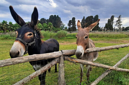 divertenti musi di due asini in campagna