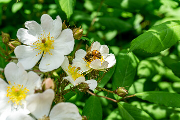 Bees wandering in search of food.