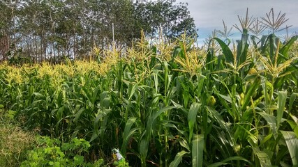 a wide expanse of flowered corn garden