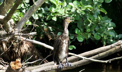 Kormoran in der Natur.