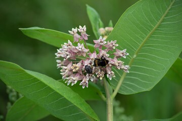 A plant with complex inflorescences called American Milkweed, growing on a dirt road near Fasty in Podlasie, Poland.
