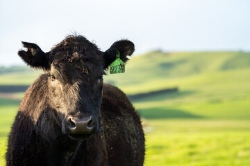 Angus, murray grey and Dairy cows Eating lush green grass in Australia