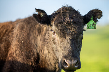 Angus, murray grey and Dairy cows Eating lush green grass in Australia