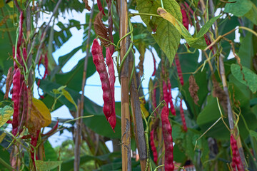 red beans growing on canes, traditional agriculture stakes, healthy biological legume