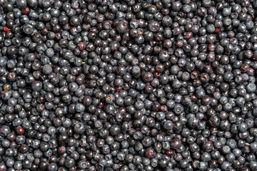 Surface covered with a layer of wild forest blueberry, close up