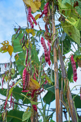 red beans growing on canes, traditional agriculture stakes, healthy organic food