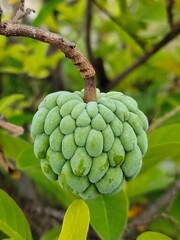apples on tree custar apple