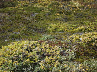 Plants of the arctic tundra near Ilulissat, Greenland