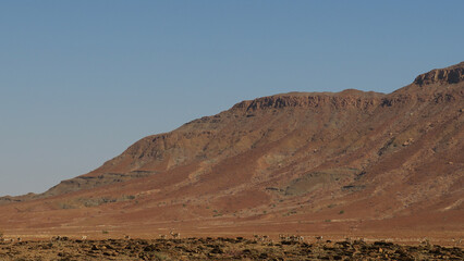 A herd of springbok on a ridge in Kaokoveld, Namibia