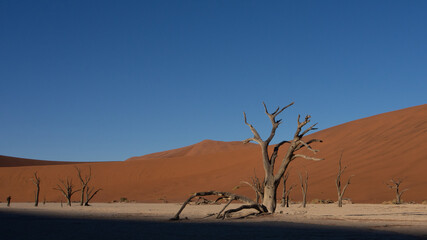 Dead trees and branches at Deadvlei pan, Sossusvlei National Park, a popular tourist destination in Namibia. The shadow of a dune is creating a dramatic effect.