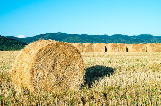 Harvesting hay from a farm. Bale of straw in the field. Outdoor. Food for animals. Close up of a large round roll of hay.