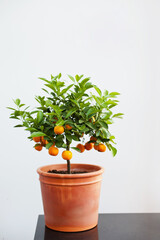 sour orange or bitter orange tree in a pot