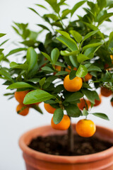 sour orange or bitter orange tree in a pot