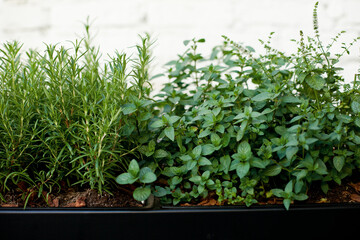 Herbs growing on the terrace garden or balcony