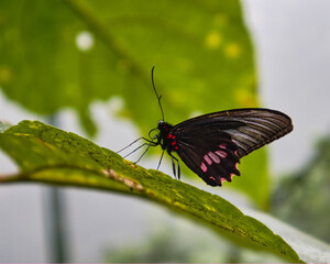 butterfly on leaf