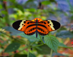 butterfly on a flower