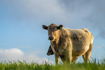 Angus, murray grey and Dairy cows Eating lush green grass in Australia
