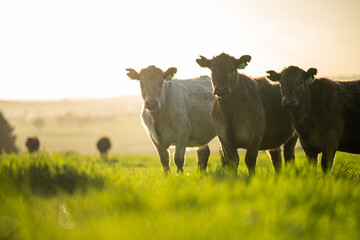 Close up of Angus and Murray Grey Cows eating long pasture in Australia