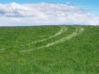 A field and the sky in summer