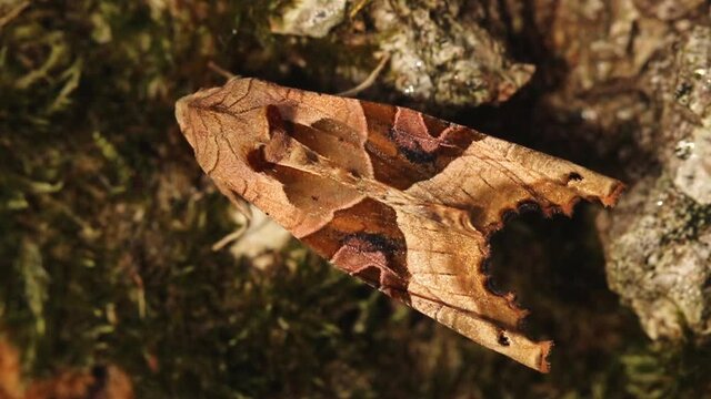 Top view of an Angle Shades Moth. Scientific name Phlogophora meticulosa. Moth is clinging to the bark of a tree which is covered in moss.