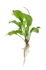 Plantago major. isolated white background, green trees and leaves have medicinal properties