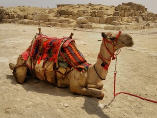 The camel is known as the ship of the desert because it adapts to living on the barrenness of the desert in terms of the lack of grass and water.