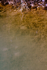 Gradient of water. Lake plantation roots